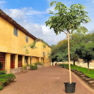 Albizia lebbeck - Lebbek Tree - Frywood